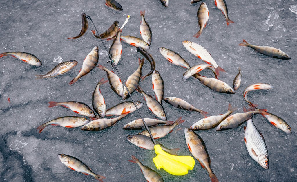 Ловля окуня в глухозимье 00006.JPG